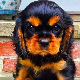 Vienna - Black and tan female Cavalier King Charles Spaniel puppy in Watsontown, Pennsylvania from Huntsman Cavaliers