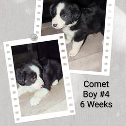 Australian Shepherd and Great Dane Puppies from AEW Farm