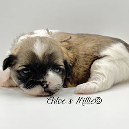 Brindle and White Female - Brown Collar - Brindle and white female Shih Tzu puppy in Crawfordsville, Indiana from Swaying Sycamore Farm