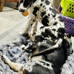 Great Dane Puppies from Florida Danes