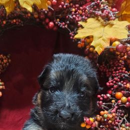 Miss Red - Black and red female German Shepherd puppy in Newaygo, Michigan from Sterley Shepherds