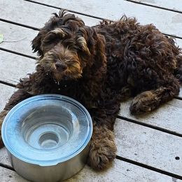 Snickers - Chocolate male Australian Labradoodle puppy in Billings, Montana from Doodle Around