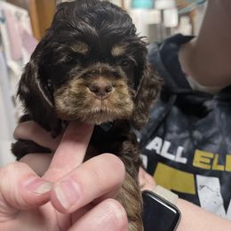 Blue Collar - Brown and tan Cocker Spaniel puppy in Cleveland, Ohio from Buckeye Country Kennel