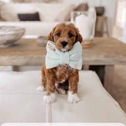 Saturday - Red  male Goldendoodle puppy in Syracuse, Indiana from The Doodle Cove