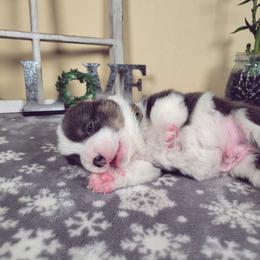 German Shepherd and Pembroke Welsh Corgi Puppies from J&R Shepherds & Corgis