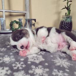 German Shepherd and Pembroke Welsh Corgi Puppies from J&R Shepherds & Corgis
