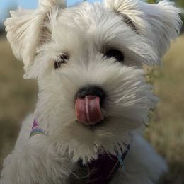 Miniature Schnauzer and Shih Tzu Puppies from Farmview Puppies