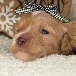 Tootsie - Red  female Goldendoodle puppy in Boise, Idaho from Goldendoodle Baby