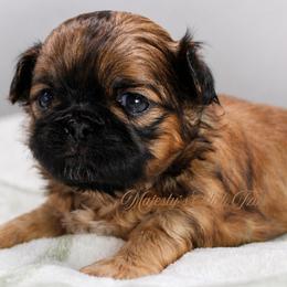 Boy 2 - Red and tan male Shih Tzu puppy in Douglas, Massachusetts from Majesty’s Shih Tzus