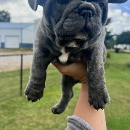 Bluey - Blue male French Bulldog puppy in Nora Springs, Iowa from Summit View Frenchies