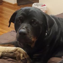 Ponyo - Rottweiler