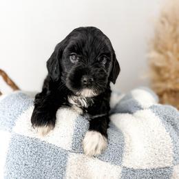 The Midnight Society's Nyx - Black male Goldendoodle puppy in Russell Springs, Kentucky from Milk & Honey Doodles