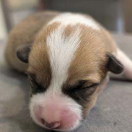 Dorothy - Red female Pembroke Welsh Corgi puppy in Mount Vernon, Ohio from Rose Water Corgis in Ohio