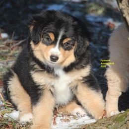Kanan, ready now! - Miniature American Shepherd puppy from Faithwalk Aussies and Mini American Shepherds