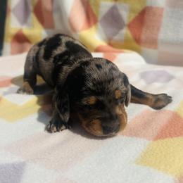 Boy 1 - Dapple male Dachshund puppy in Oklahoma from DRB Dachshunds