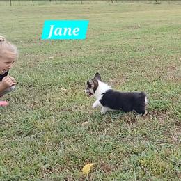 Jane Little Rascals - Black and tan female Pembroke Welsh Corgi puppy in Redfield, Kansas from Owenby's Corgi's