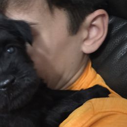 Miniature Schnauzers from Surely Blessed Mini Schnauzers