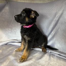 Elsi - Pink Collar - Black and tan female German Shepherd puppy in Greenwood, Arkansas from West Haus Shepherds