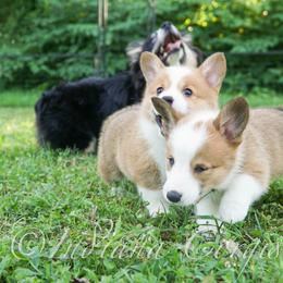 Pembroke Welsh Corgi Puppies from Sunny Acres Corgis