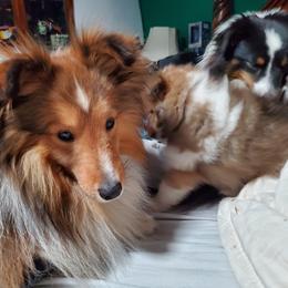 Toy Shetland Sheepdog Puppies from LaLa's Lilliputian Lassies