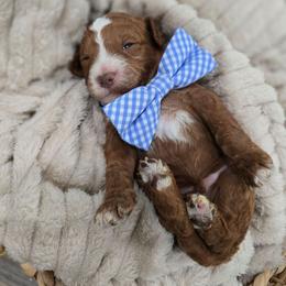 Clyde - Red  male Goldendoodle puppy in Fordland, Missouri from K&K's Puppy Kingdom
