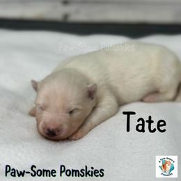 Tate - White male Pomsky puppy in Krum, Texas from Paw-Some Pomskies