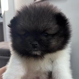 Leo - Wolf sable male Pomeranian puppy in Fayetteville, North Carolina from Tar-heel Poms