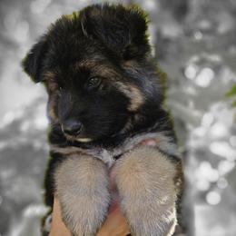 German Shepherd puppies from Rosewood German Shepherds