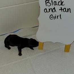 Mochi - Black and tan female Dachshund puppy in Indianapolis, Indiana from Wiggly Weenies