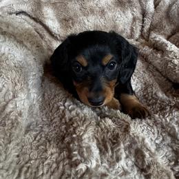 Boy 2 - male Dachshund puppy in Florissant, Colorado from Mountain Thyme Homestead