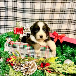 Peppermint - Black tri-color female Australian Shepherd puppy in Kentland, Indiana from Pine Grove Aussies