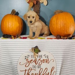 Embrace - Cafe female Labradoodle puppy in Gainesboro, Tennessee from Family Tradition