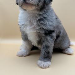 Meadow - female Australian Mountain Doodle puppy in Claremont, North Carolina from Magnolia Grove Farms