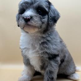 Meadow - female Australian Mountain Doodle puppy in Claremont, North Carolina from Magnolia Grove Farms