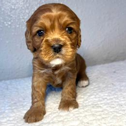Purple Girl - Red female Cavapoo puppy in Wasilla, Alaska from The West Family