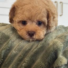 Bernedoodle, Cavapoo, Havanese, and Havapoo Puppies from Lady Paws Puppies - Cassie