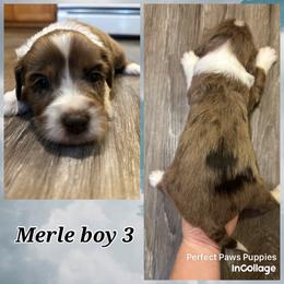 Boy 3 - Brown merle male Aussiedoodle puppy in Hillsboro, Illinois from Perfect Paws Puppies