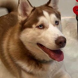 Alaskan Huskies from Red Wings Husky Haven