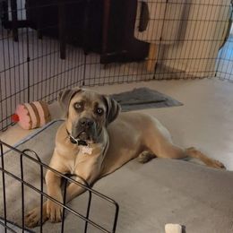 Cane Corso Puppies from Cane Corso Friends