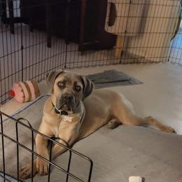 Cane Corso Puppies from Cane Corso Friends