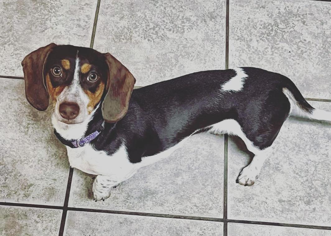 Greens Creek Kennel in Louisiana Dachshund puppies Good Dog