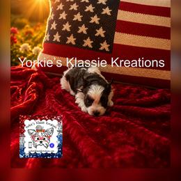ISABELL - Parti female Yorkshire Terrier puppy in Dierks, Arkansas from Yorkie’s Klassie Kreations