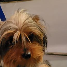 Kona - Yorkshire Terrier