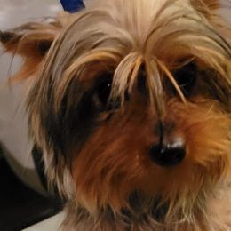 Kona - Yorkshire Terrier