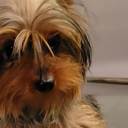 Kona - Yorkshire Terrier