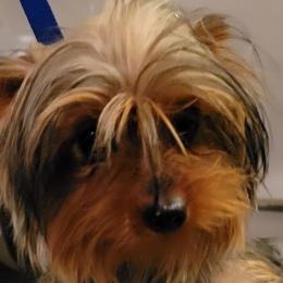 Kona - Yorkshire Terrier