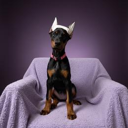Black Girl (Pink Collar) - Black and rust female Doberman Pinscher puppy in Centralia, Missouri from TopSpots Farm