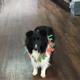 Inari - Shetland Sheepdog