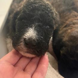Rex's - Black male Poodle puppy in Redding, California from Canyon Creek Kennels