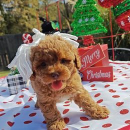 Iridessa - Red  female Poodle puppy in Dallas, Texas from Halo's Heroes Doodles